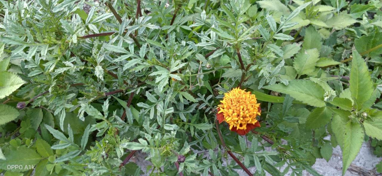 Evergreen Home Stay Almora Dış mekan fotoğraf