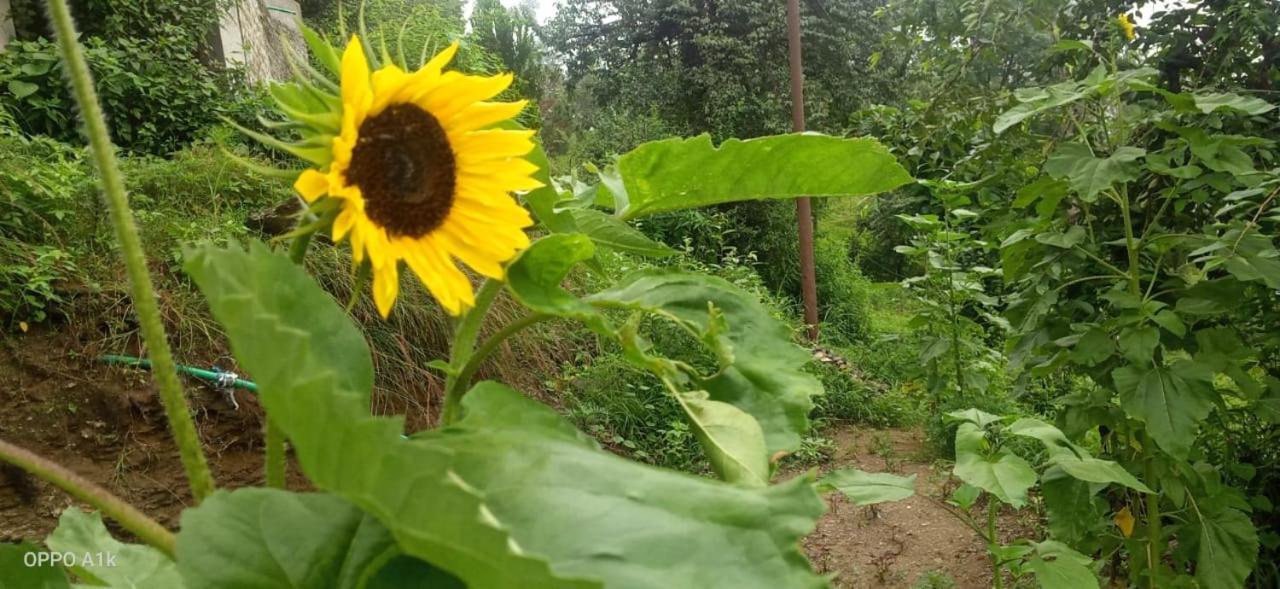 Evergreen Home Stay Almora Dış mekan fotoğraf